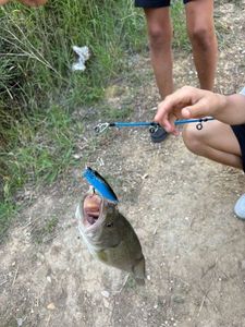 Largemouth Bass