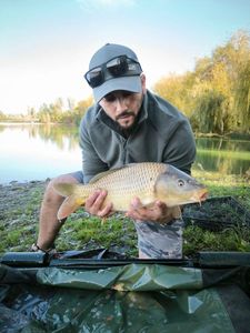 Common Carp