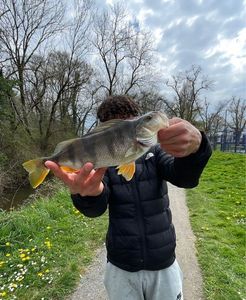European Perch
