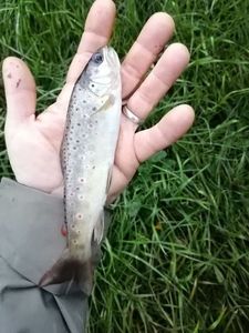 Brown Trout