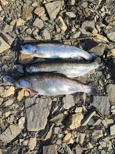 Rainbow Trout