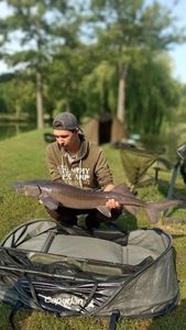 Siberian Sturgeon