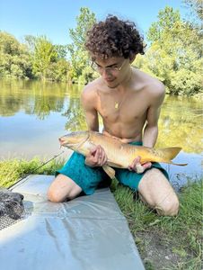 Common Carp