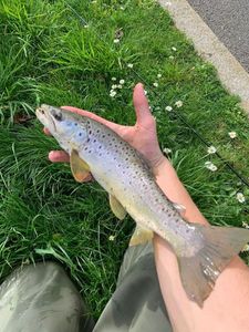 Brown Trout