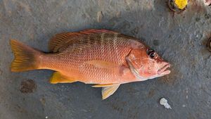 Schoolmaster Snapper