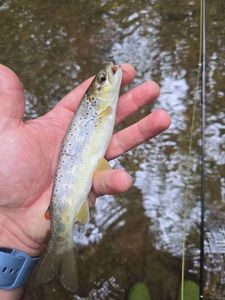 Brown Trout