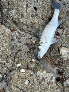 European Bass (Seabass)