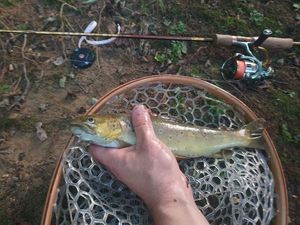 Brown Trout