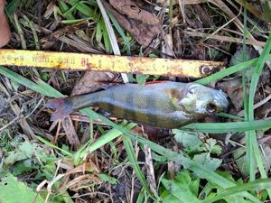 European Perch