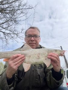 Barbel