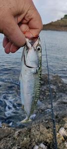 Mackerel