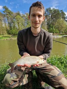 Common Bream