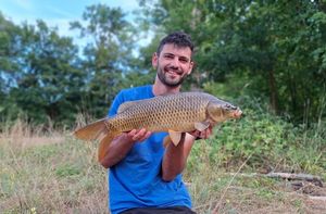 Common Carp