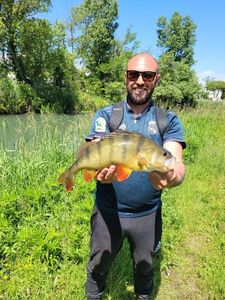 European Perch