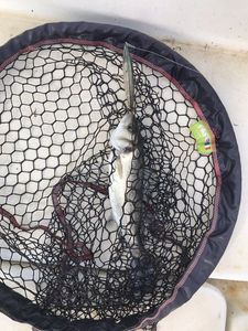 European Bass (Seabass)