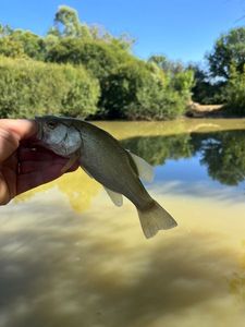 Largemouth Bass
