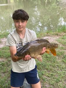 Common Carp