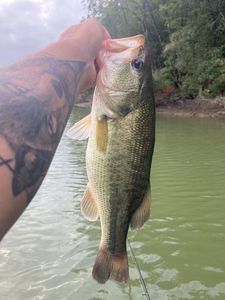 Largemouth Bass