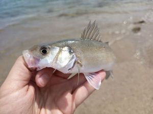 European Bass (Seabass)