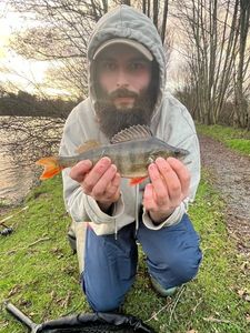 European Perch