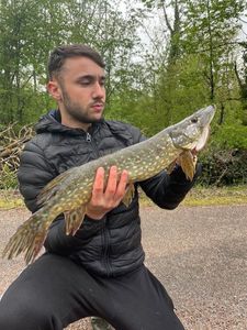 Northern Pike