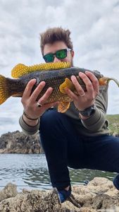 Ballan Wrasse