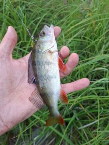 European Perch