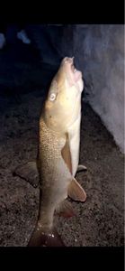 Barbel