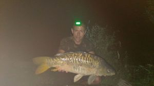 Mirror Carp