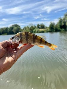 European Perch