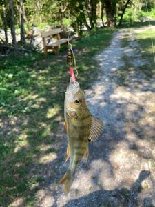 European Perch