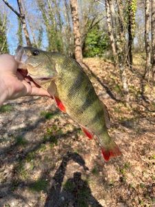European Perch