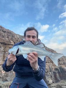 European Bass (Seabass)