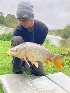 Common Carp