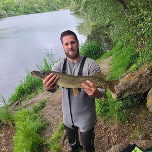 Northern Pike