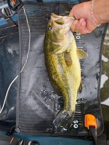Smallmouth Bass