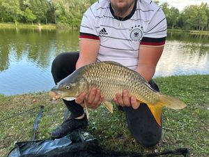 Common Carp