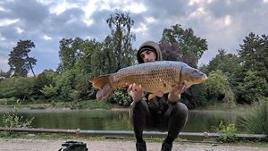 Common Carp