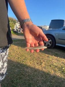Northern Sand Lance