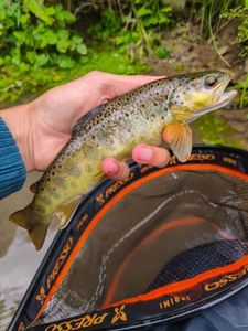 Brown Trout
