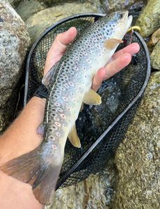 Brown Trout