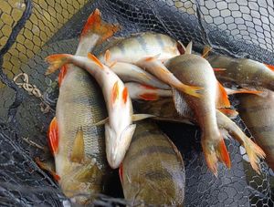 European Perch caught by Marc ROBAUT