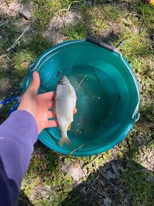 Crucian Carp
