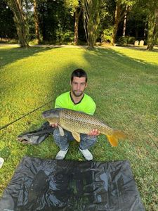 Common Carp