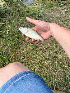 Largemouth Bass
