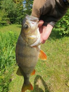 European Perch