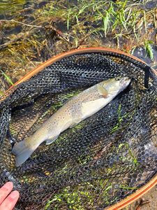 Brown Trout