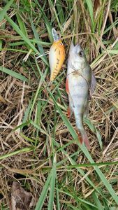 European Perch