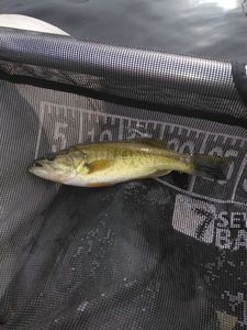 Largemouth Bass