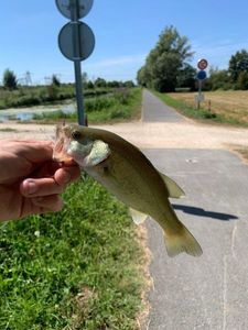 Black Bass (Achigan à Grande Bouche)